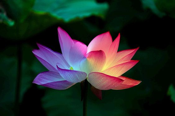Lotus Çiçeği Anlamı ve Özellikleri - Taze Çiçek